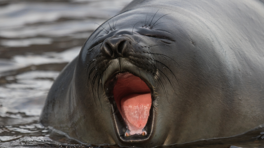 lazy seal