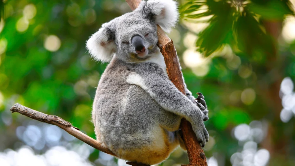 cute koala
