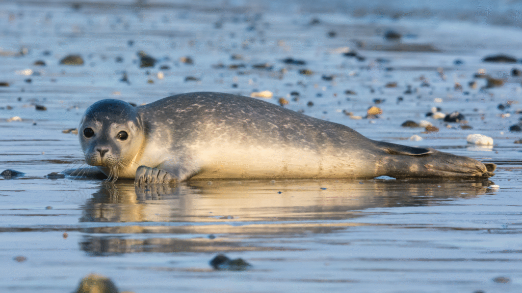 seal on see shore