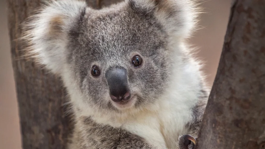 best koala