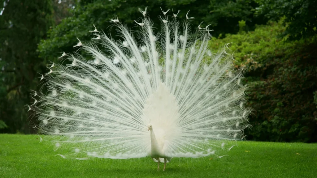 white peacock