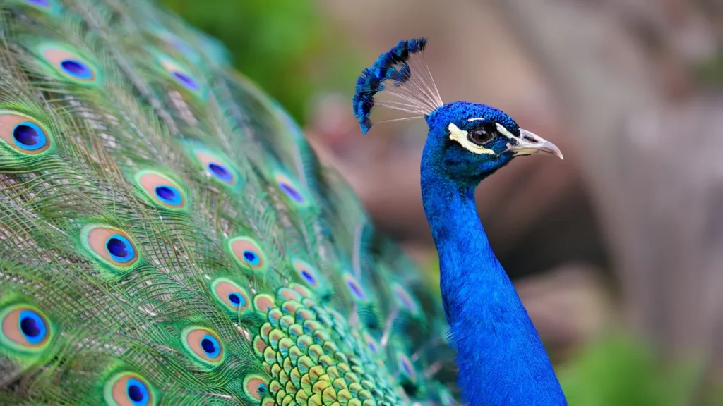beautiful peacock
