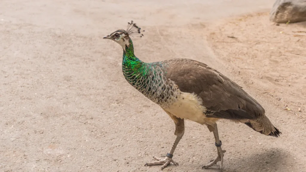 female peacock