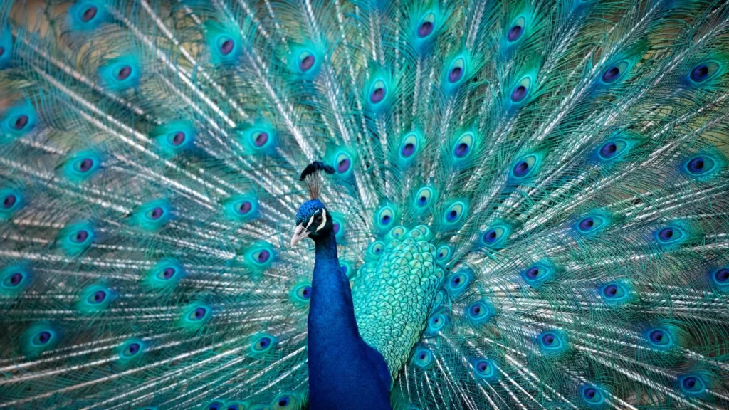 pretty peacock