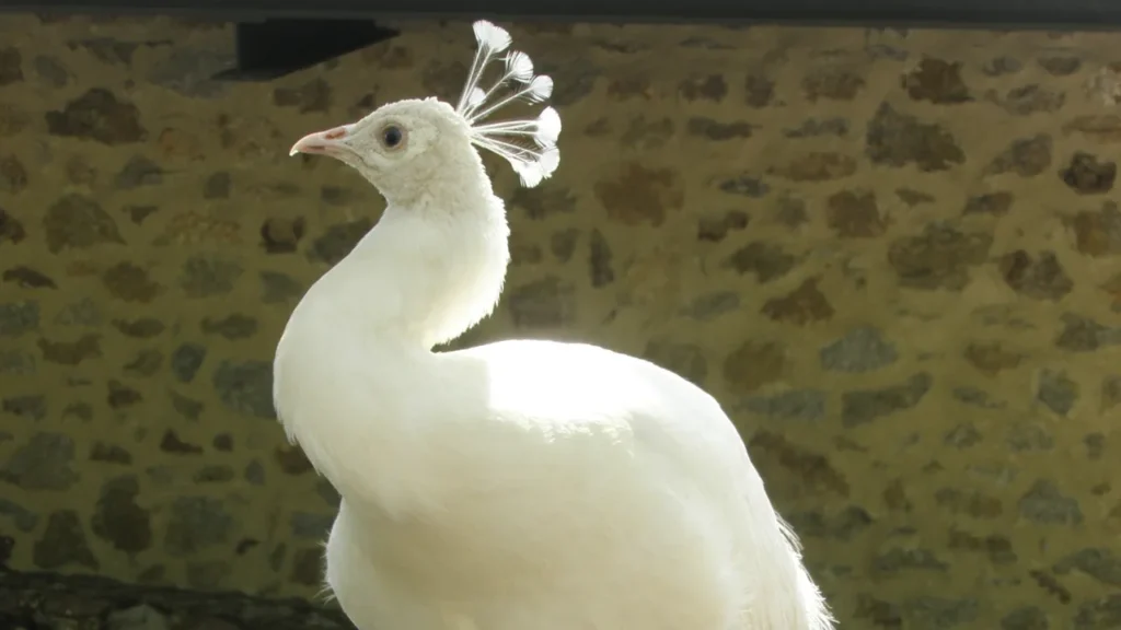 royal like peacock