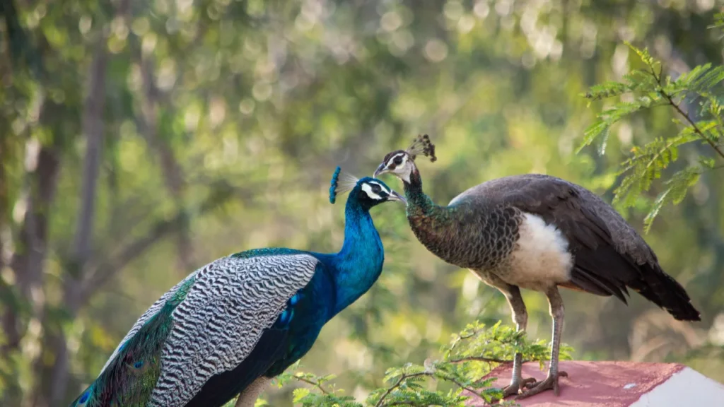 peacock couple