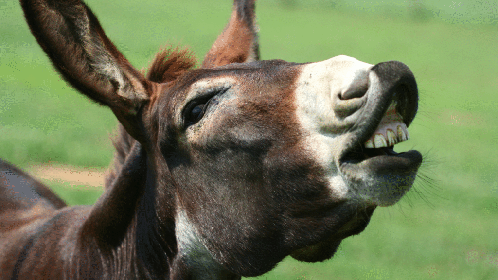 donkey smiling