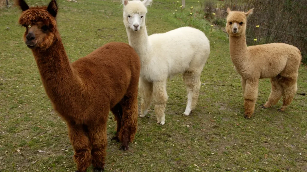 three Aplacas