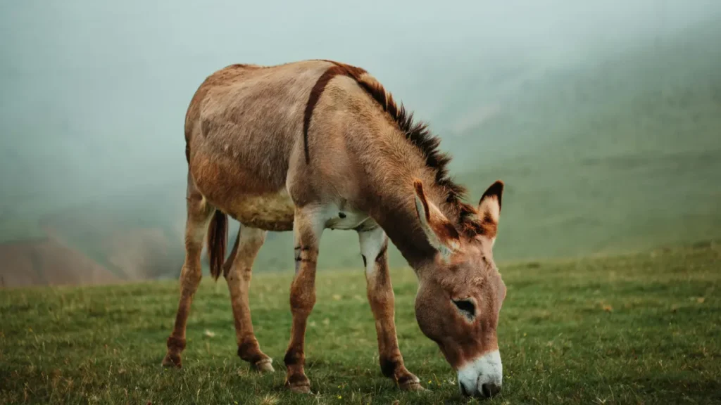 donkey eating grass