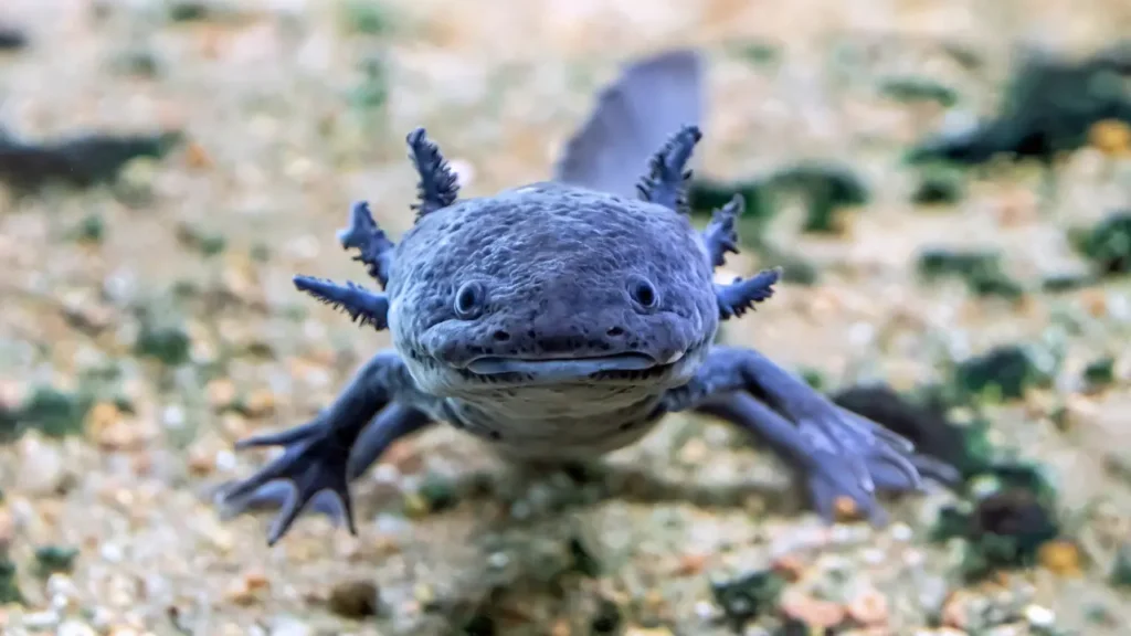 blue Axolotl