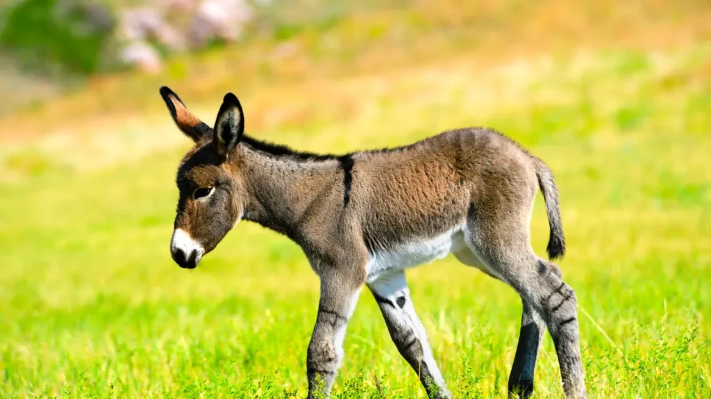 baby donkey