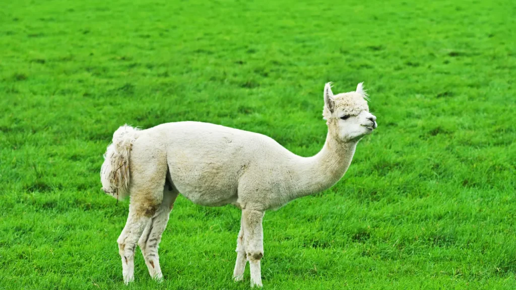 cute Alpaca
