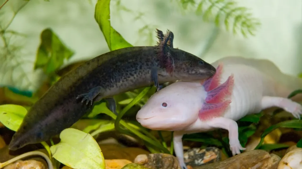 different colors Axolotl