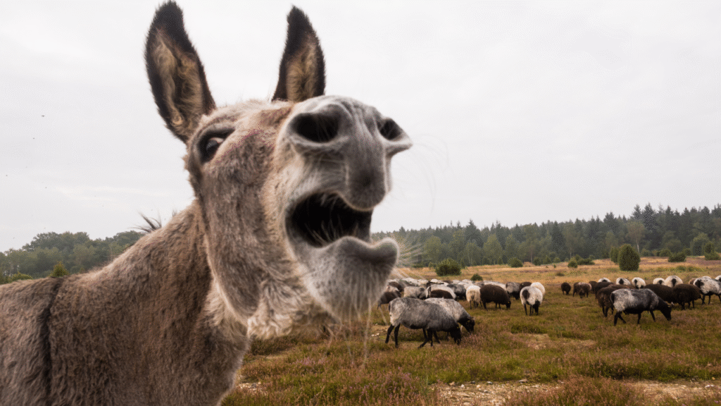donkey in fields