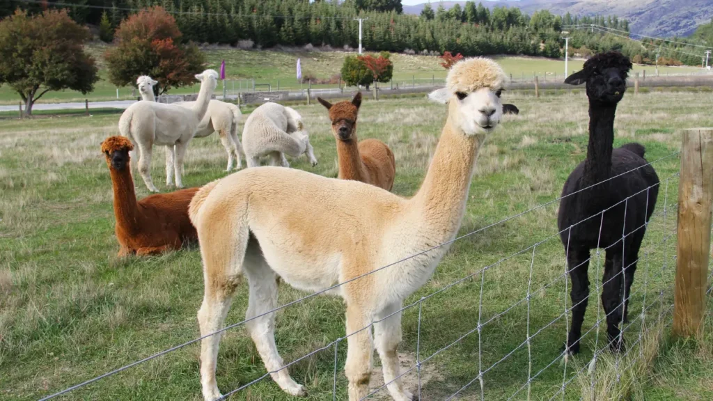Alpacas