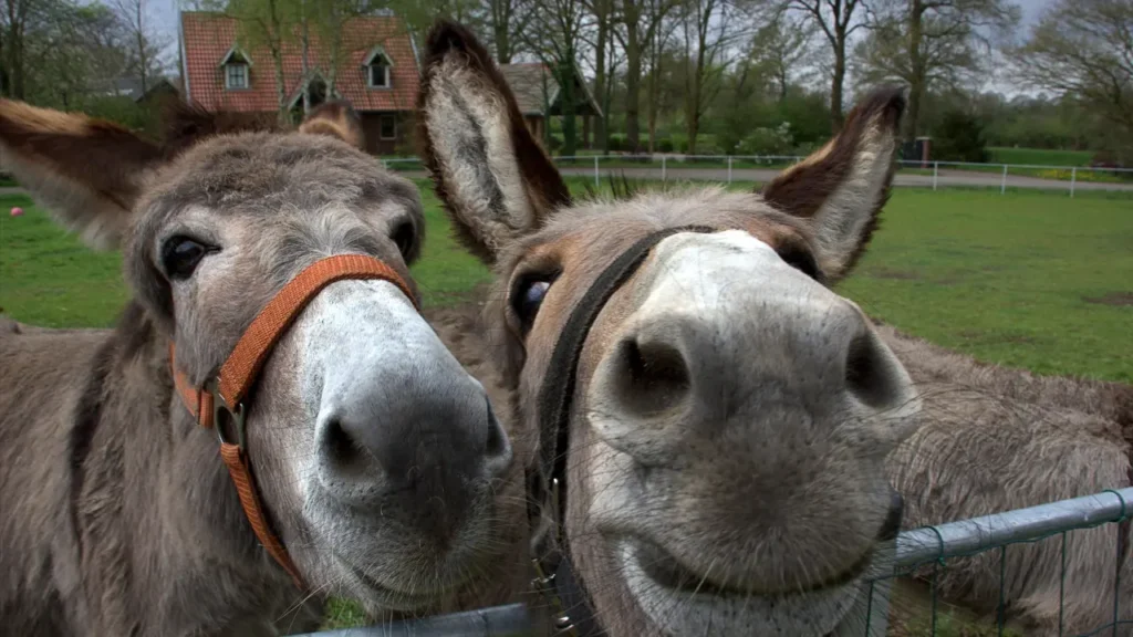 donkeys