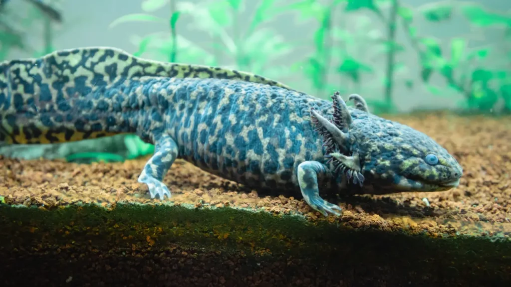 Long Axolotl