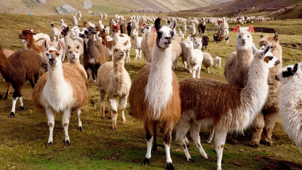 Herd of Alpacas