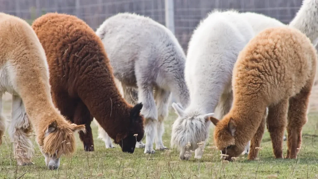Alpacas eating