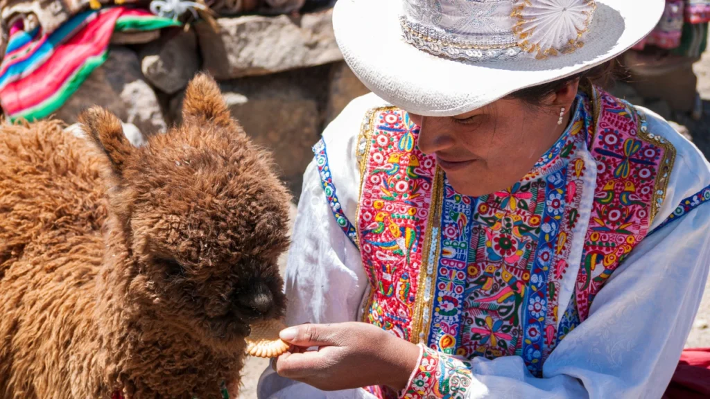 baby Alpaca