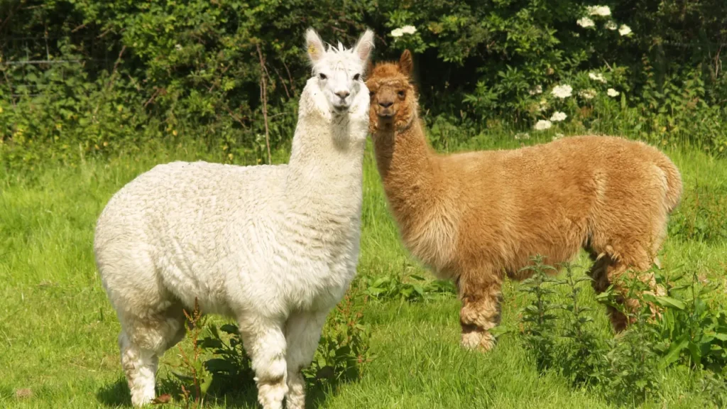 two Alpacas