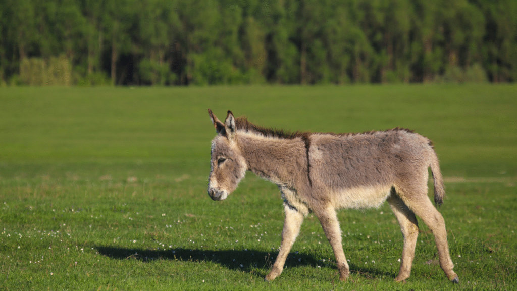 donkey walking in feild