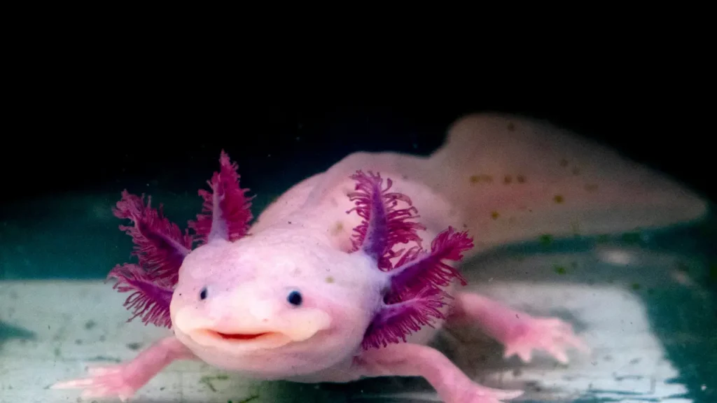 Pink Axolotl