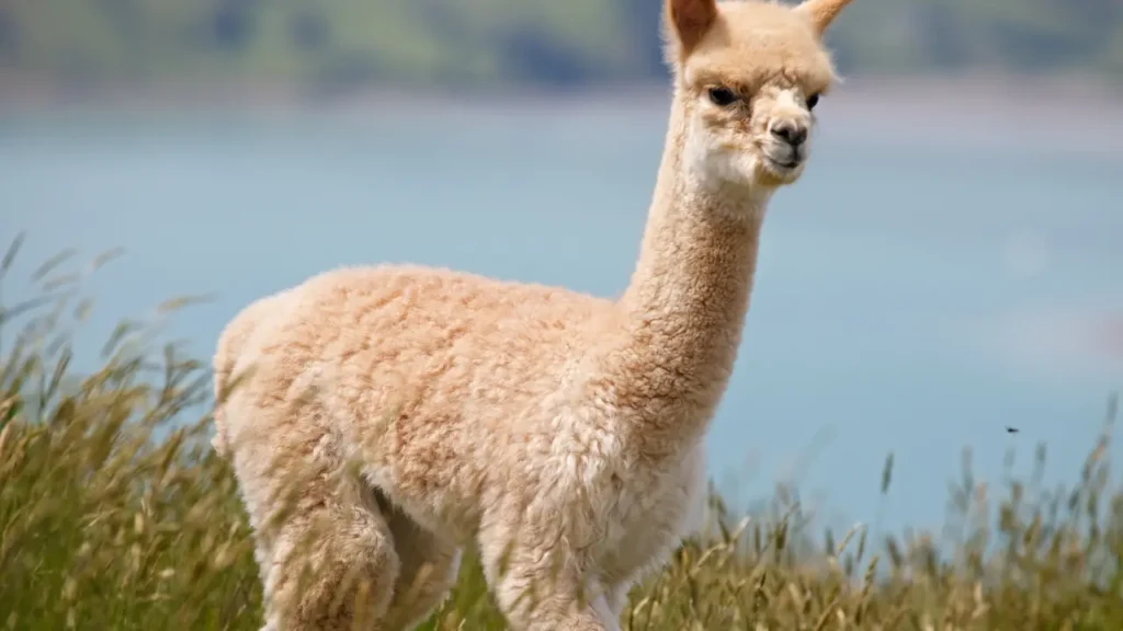 Huacaya Alpaca