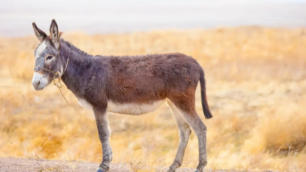 donkey in side of road