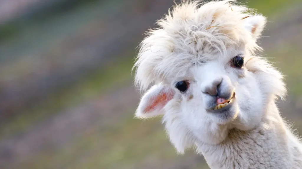 funny Alpaca