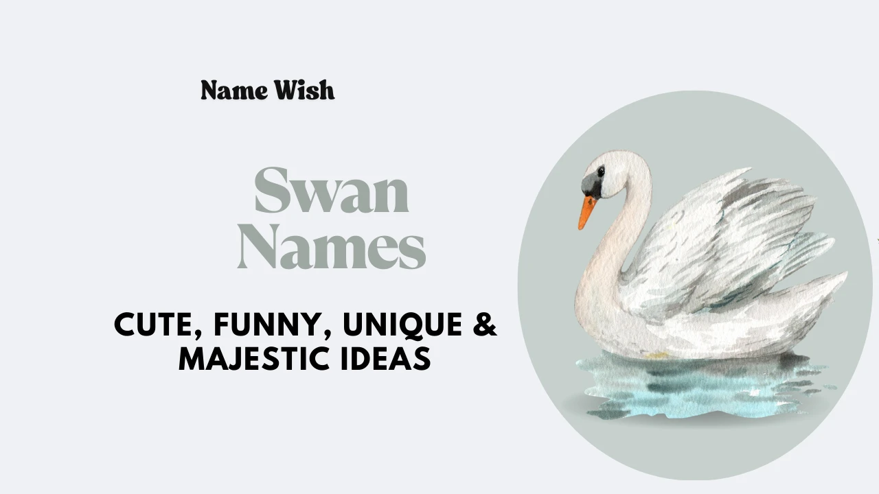swan names