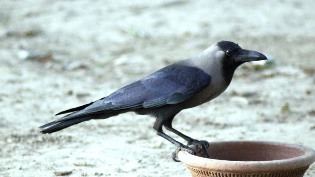 crow drinking water