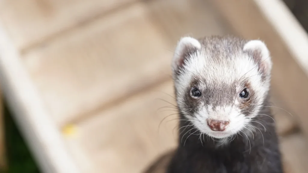 Exotic Ferret
