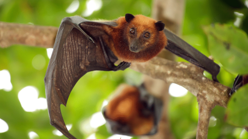 male bat