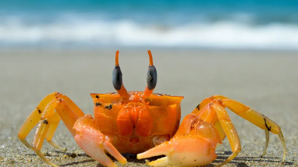 yellow crab