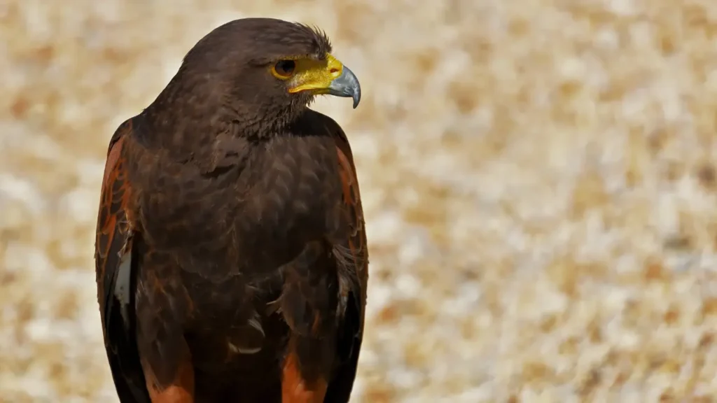 hawk the biological species on the ground
