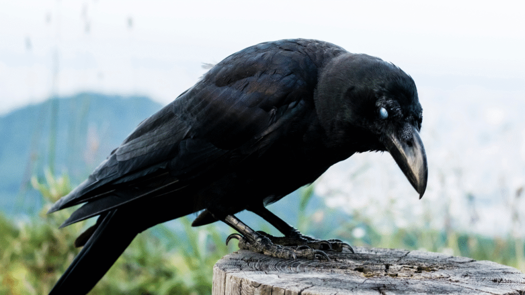big black crow