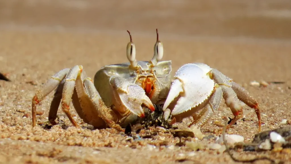 cool crab