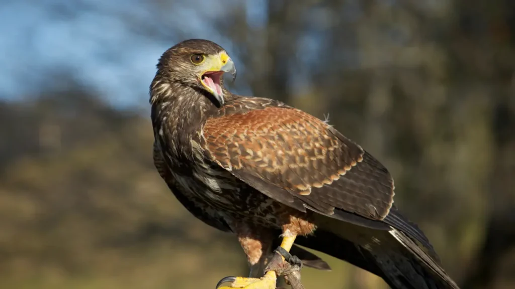 a hawk is sitting on top of a glove