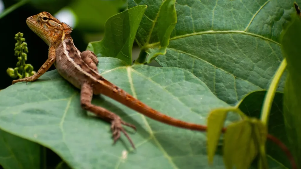 A Leopard Geckos sitting on top of a green leaf