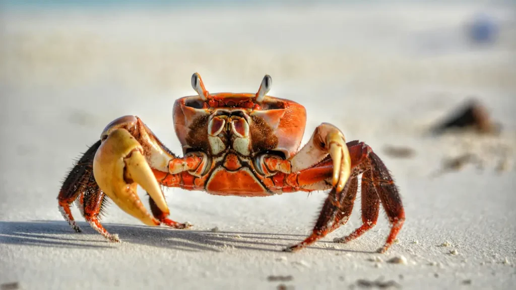 small crab