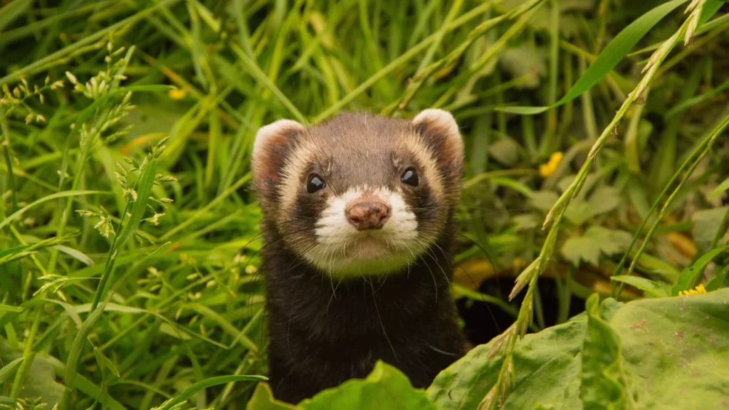 ferret in garden