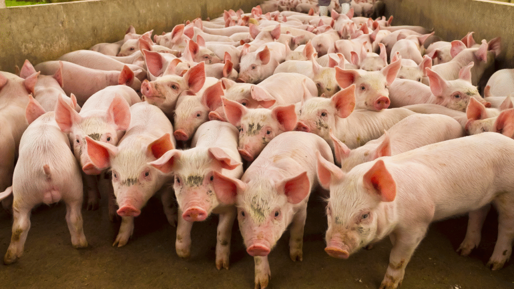 group of pig