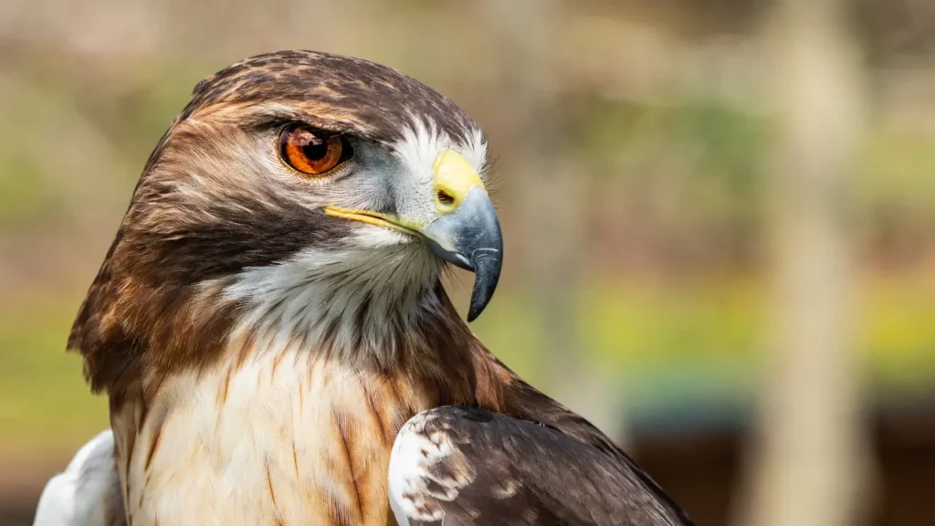 a close up of a red - tailed hawk