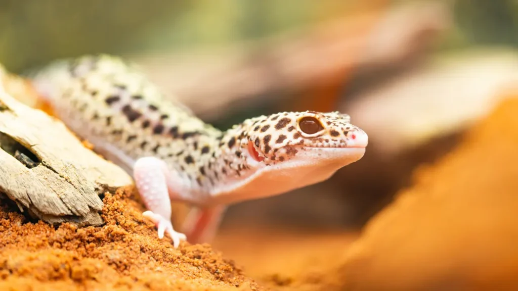 close up of a leopard gecko