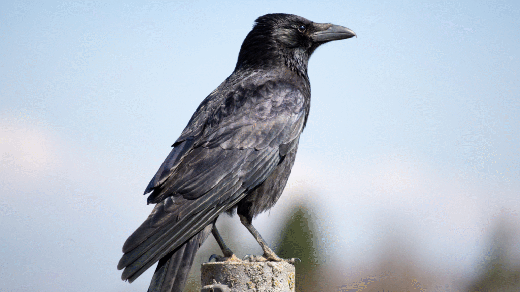standing crow