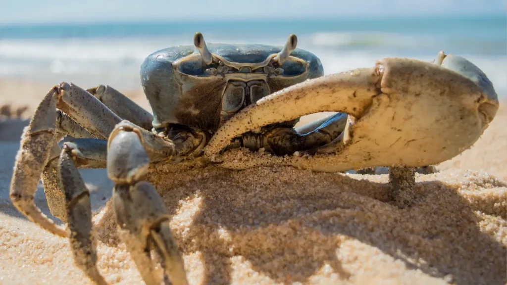 big crab