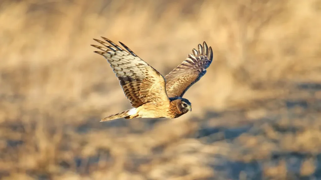 An hawk is flying through the air in a field