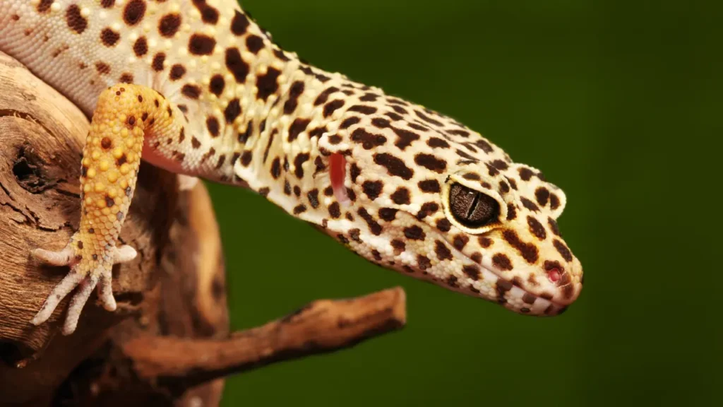 A leopard gecko is sitting on top of a branch