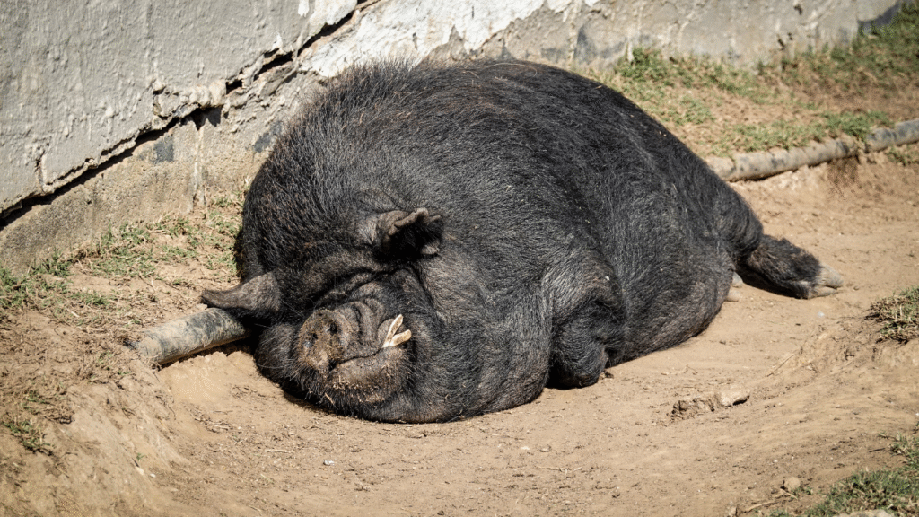 lazy pig
